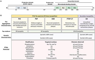 Tau Post-translational Modifications: Dynamic Transformers of Tau Function, Degradation, and Aggregation